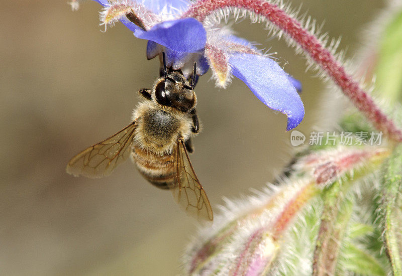 大昆虫蜜蜂(Apis mellifera)为紫色花授粉